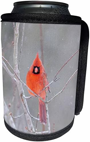 3Droza kardinala sjedenja na uduku drveća tokom pada snijega - može li hladnije flash omotati