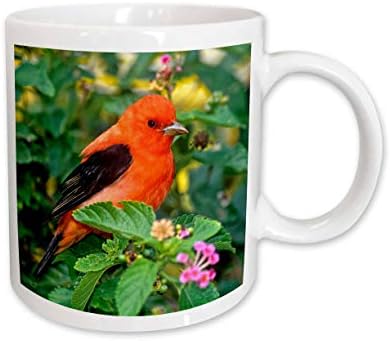 3drose Texas, South Padre Island. Scarlet tanager bird-US44 BJA0108-Jaynes. - Mugs.